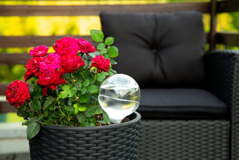 self watering globes for plants