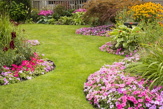 waves of colorful flowers