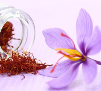 growing saffron indoors