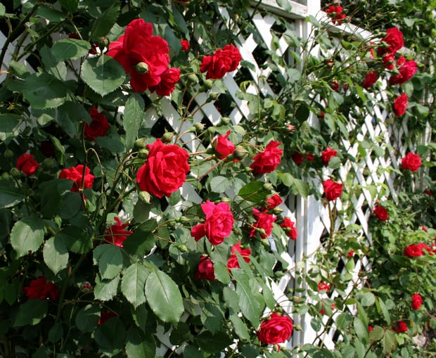 red rose trellis