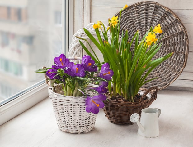 watering and growing saffron indoors