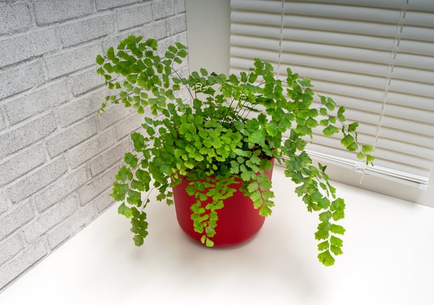 Maidenhair Fern