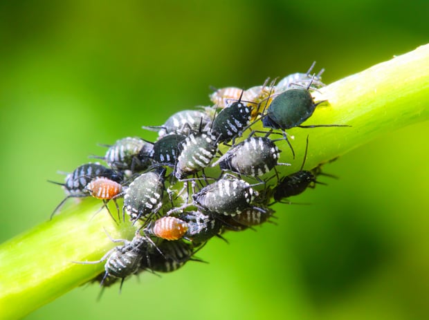 close up of aphids on a plant