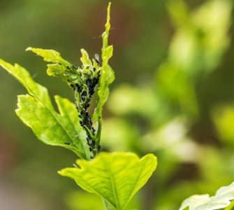 black bugs on plants
