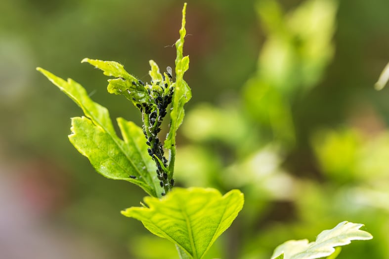 black bugs on plants