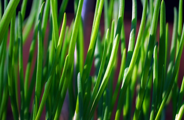 chives growing