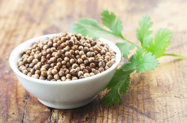 cilantro seeds