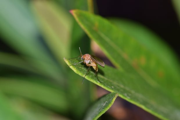 fungus gnats