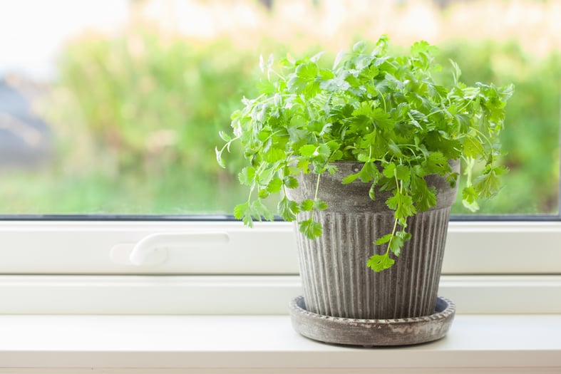 growing cilantro indoors