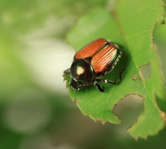 japanese beetle on rose bush