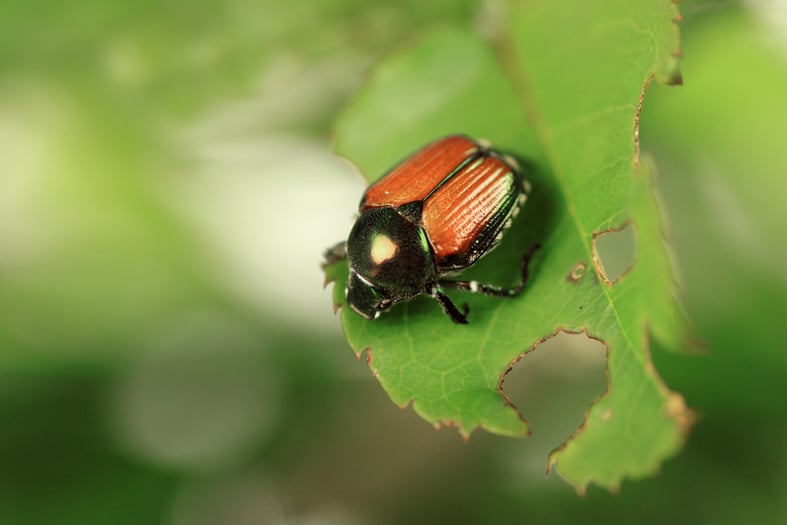 japanese beetle on rose bush