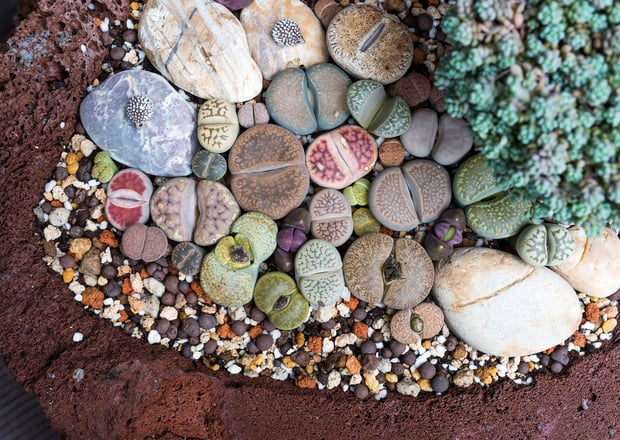 lithops living stones