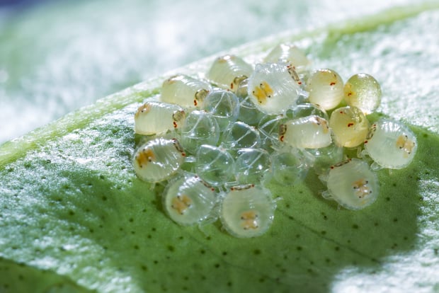 spider mites on plants