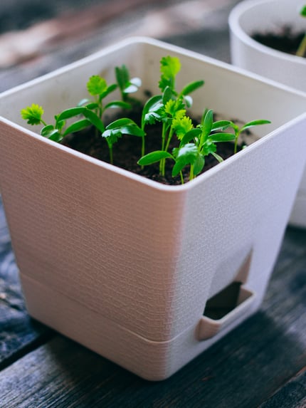 sprouts of coriander