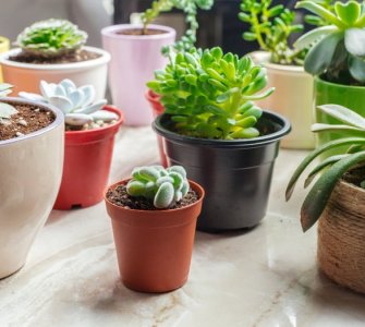 tiny house plants to grow in a small space