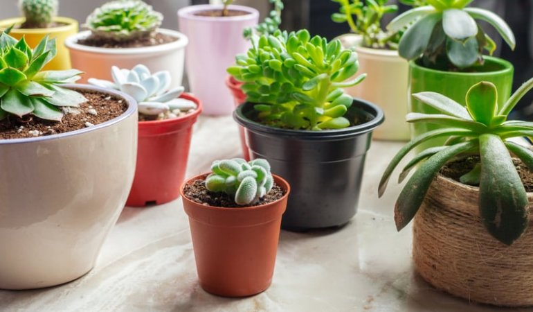 tiny house plants to grow in a small space