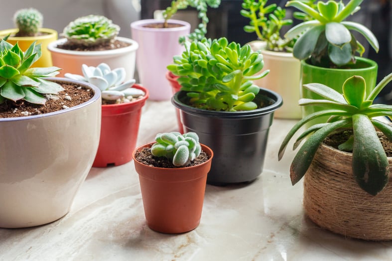 tiny house plants to grow in a small space