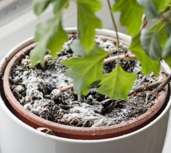 white mold on plant soil