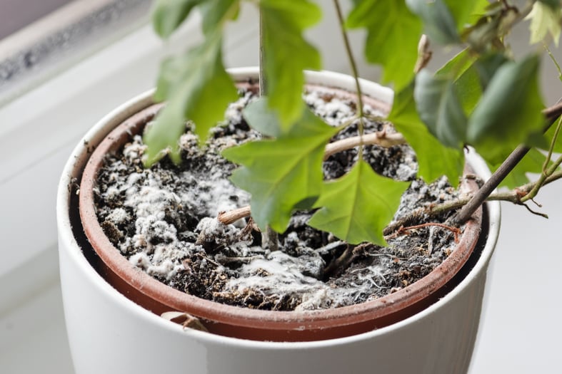 white mold on plant soil