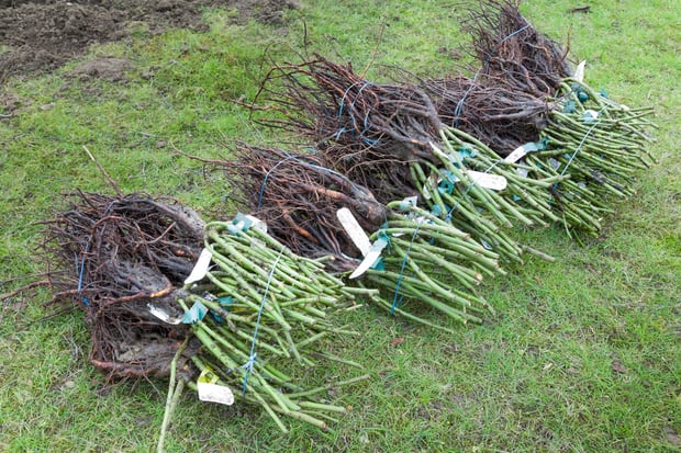 bare root rose plants