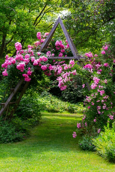 beautiful rambling roses around an arc