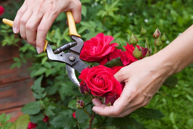 cutting red roses