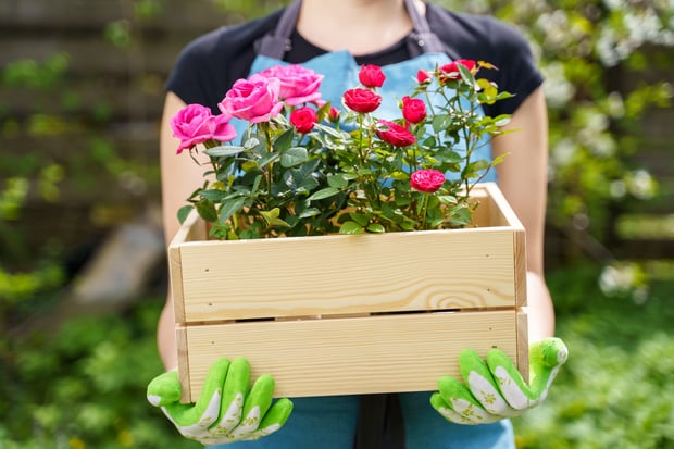 holding a box of roses in the garden