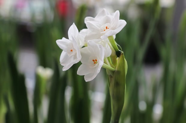 paperwhites bloom