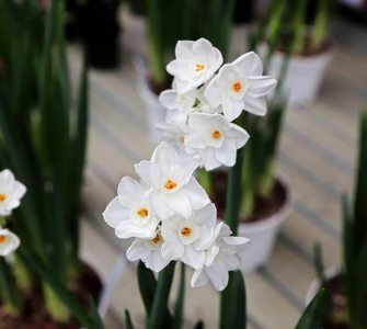 paperwhite narcissus indoors