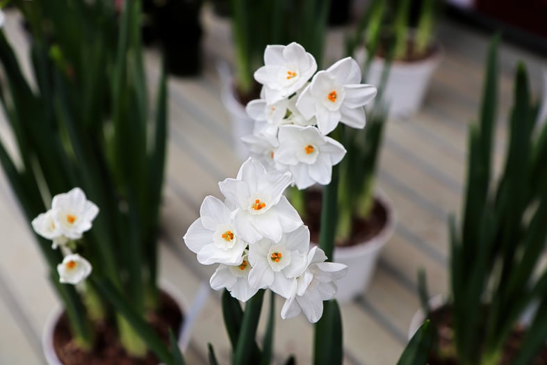 paperwhite narcissus indoors