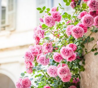 climbing pink roses in a patio