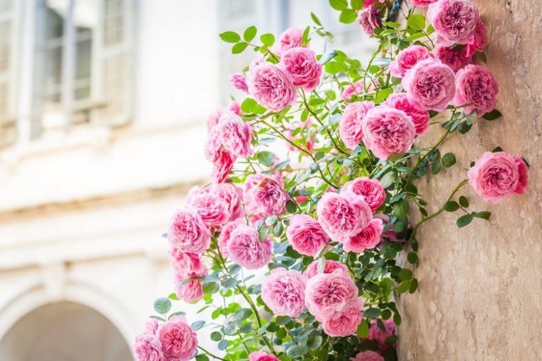 Patio Roses The Ultimate Planting Guide A Prettier Petal