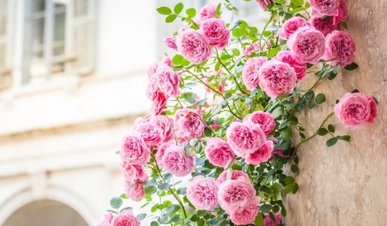 climbing pink roses in a patio