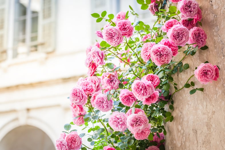 climbing pink roses in a patio