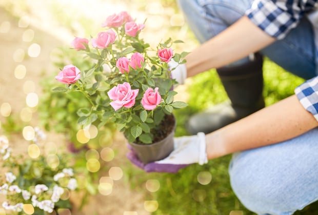 pink roses in a pot outdoors