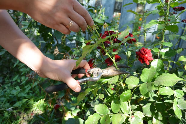 pruning rambling roses