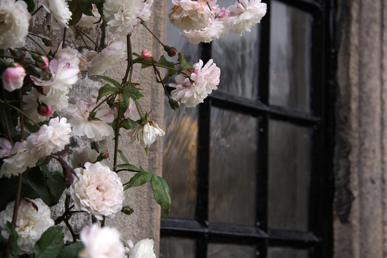 rambling roses around a window