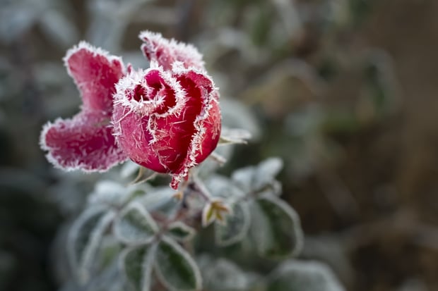 rose covered with frost during winter