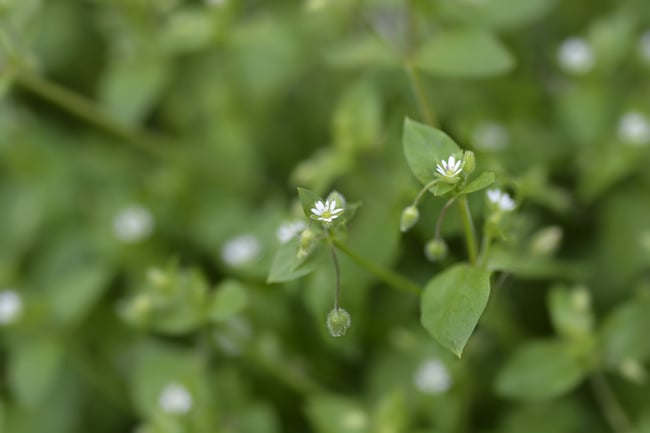 chickweed plant