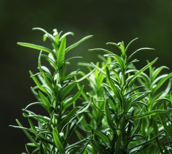 growing rosemary indoors