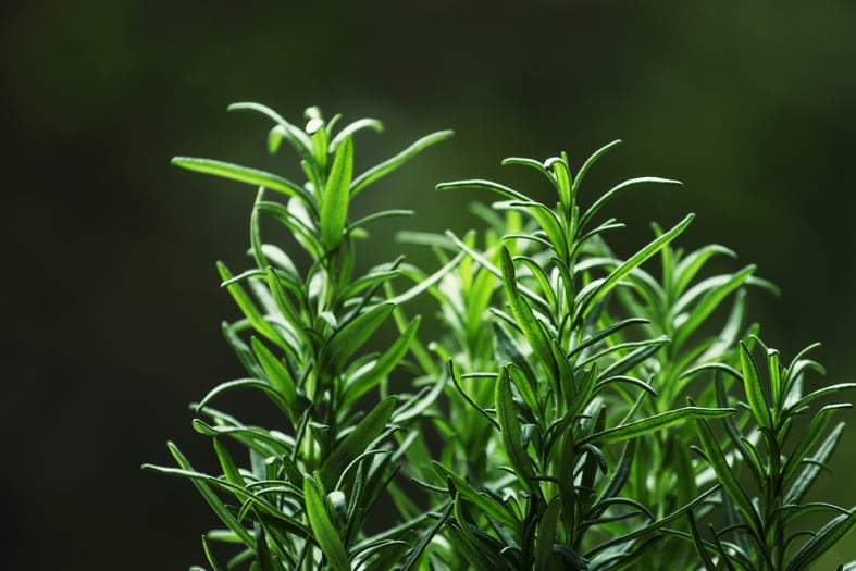 growing rosemary indoors