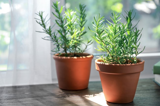 pots with homegrown rosemary getting sunlight
