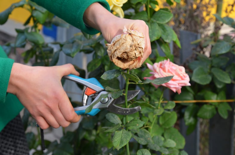 deadheading roses