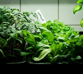 growing plants indoors with grow lights