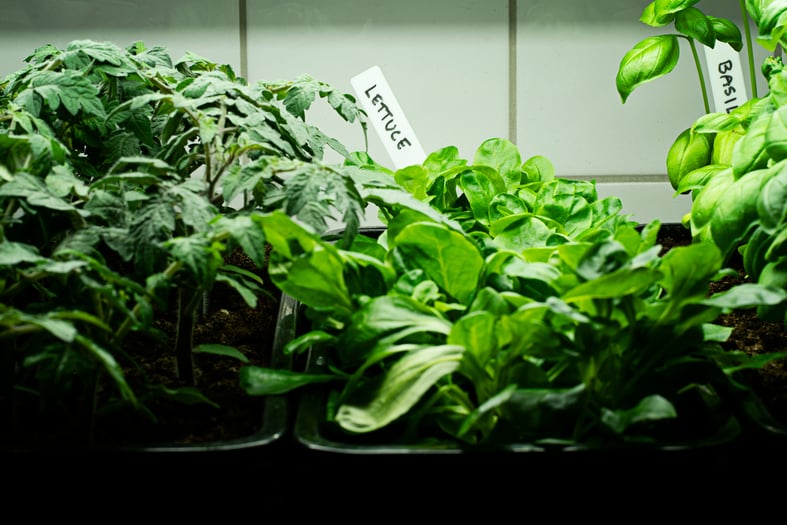 growing plants indoors with grow lights