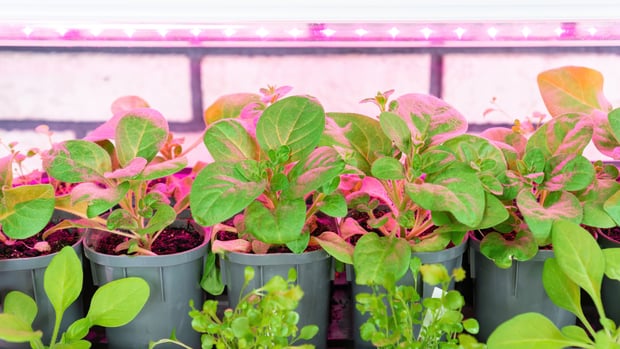 growing plants and vegetables under led lights