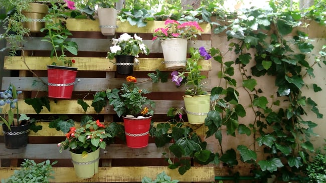 hanging baskets with plants
