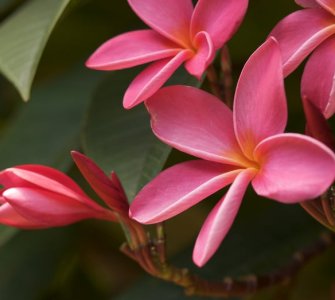 pink plumeria flowers