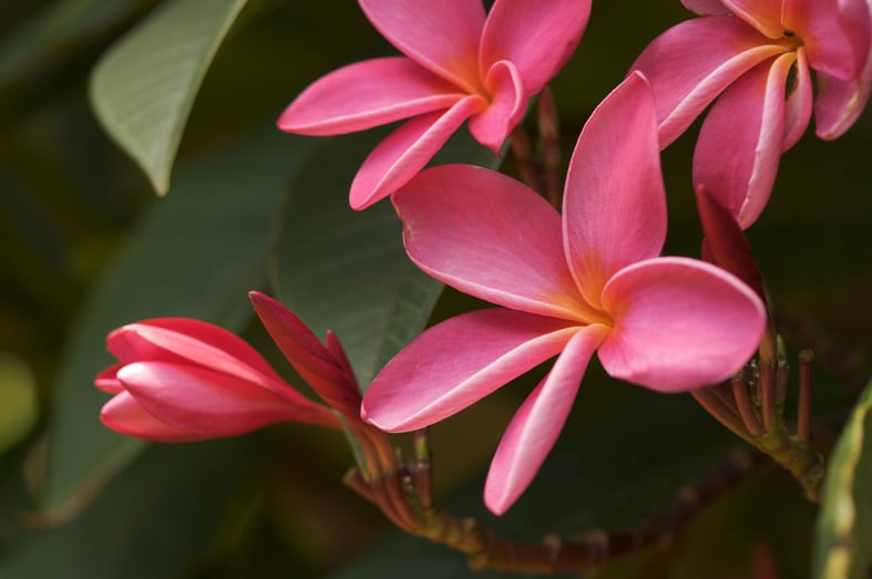 pink plumeria flowers