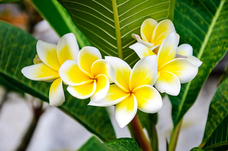 plumeria indoors